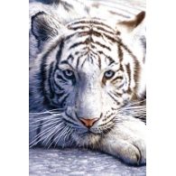 Posters Plakát, Obraz - White tiger, (61 x 91,5 cm)