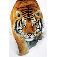Posters Plakát, Obraz - Tiger in the snow - tygr ve sněhu, (61 x 91,5 cm)
