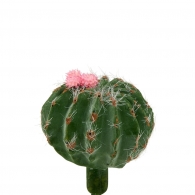 FLORISTA Kaktus