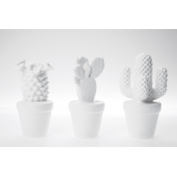 Deco Cactus White Assorted