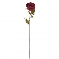 FLORISTA Růže Calista