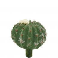 FLORISTA Kaktus