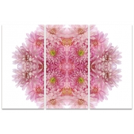 Posters Obraz na plátně Alyson Fennell - Pink Chrysanthemum Explosion, (100 x 150 cm)