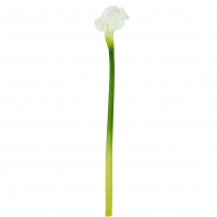 FLORISTA Kala, 55 cm - krémová