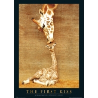 Posters Plakát, Obraz - The first kiss - žirafy, (61 x 91,5 cm)