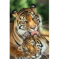 Posters Plakát, Obraz - Tigers - mother's love, (61 x 91,5 cm)