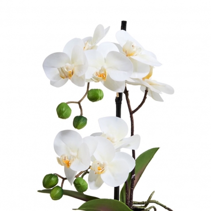 FLORISTA Orchidej v květináči 35 cm - bílá-2