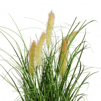 FLORISTA Sítina tráva v květináči 8 cm-2