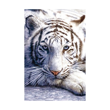 Posters Plakát, Obraz - White tiger, (61 x 91,5 cm)