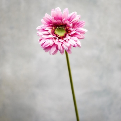 FLORISTA Gerbera - sv. fialová