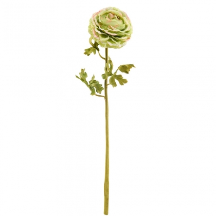 FLORISTA Pryskyřník velký - zelená-2