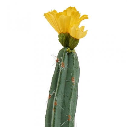 FLORISTA Kaktus - zeůená/žlutá-3