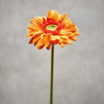 FLORISTA Gerbera - oranžová