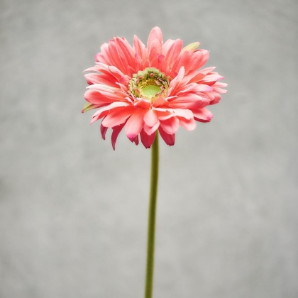 FLORISTA Gerbera - růžová