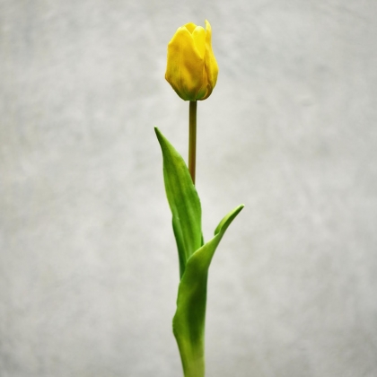 FLORISTA Tulipán - žlutá