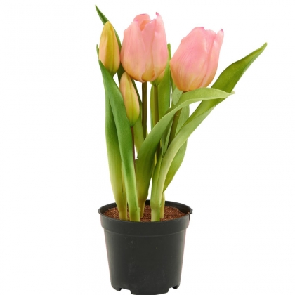 FLORISTA Tulipány v květináči - sv. růžová-2