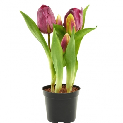 FLORISTA Tulipány v květináči - růžová-2
