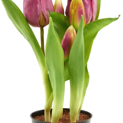FLORISTA Tulipány v květináči - růžová-3