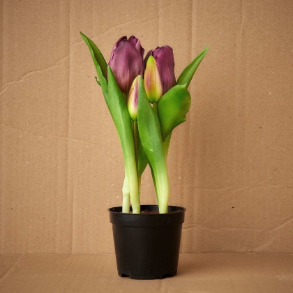 FLORISTA Tulipány v květináči - růžová-4