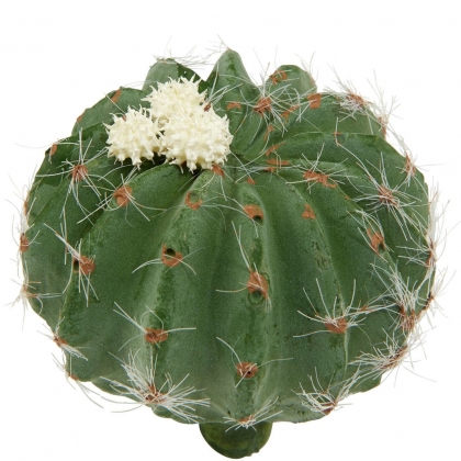 FLORISTA Kaktus-2
