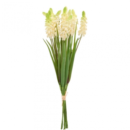 FLORISTA Hroznový hyacint, 12ks - krémová-2