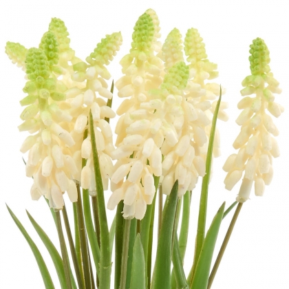 FLORISTA Hroznový hyacint, 12ks - krémová-3