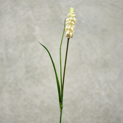 FLORISTA Hroznový hyacint, 12ks - krémová-4