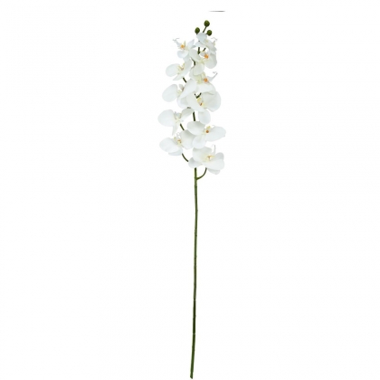 FLORISTA Orchidej - krémová